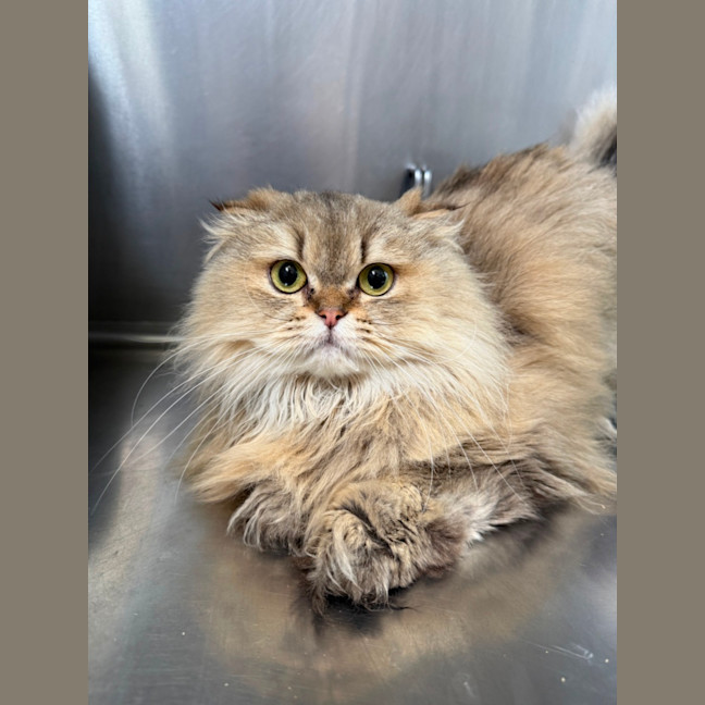 Photo of Persia