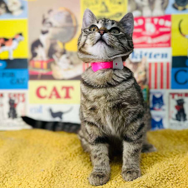 Photo of Meringue   Located In Preston 