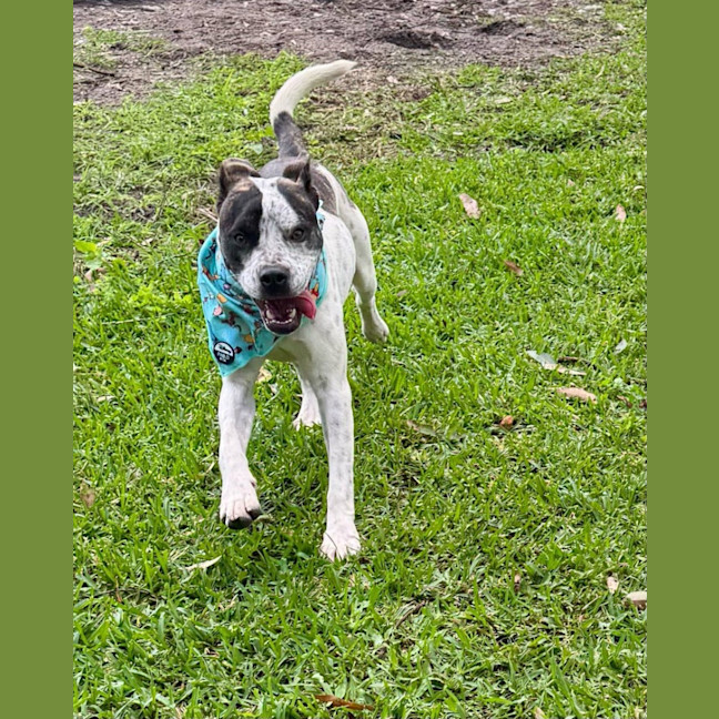 Photo of Owen *$250 Adoption Fee*