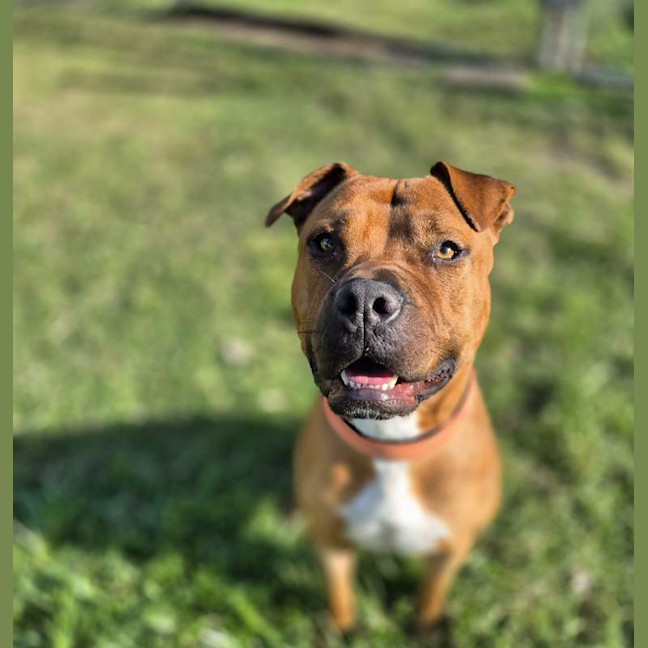 Photo of Juno