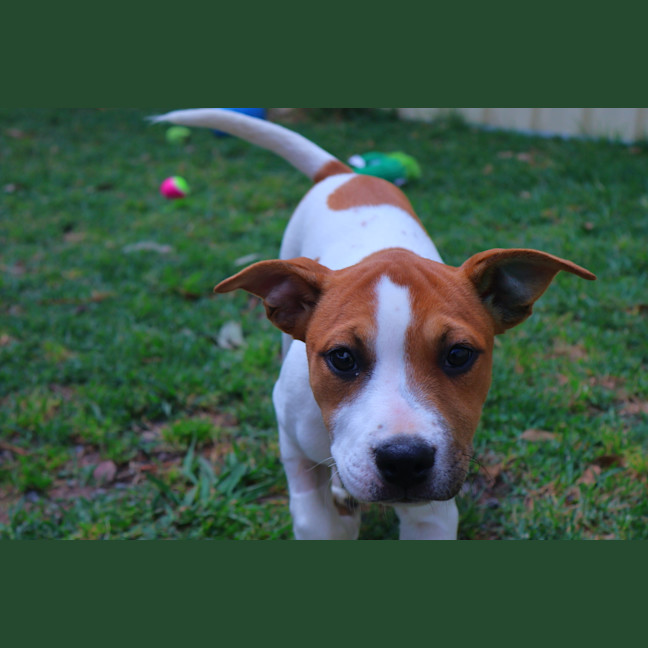 Photo of Poppy