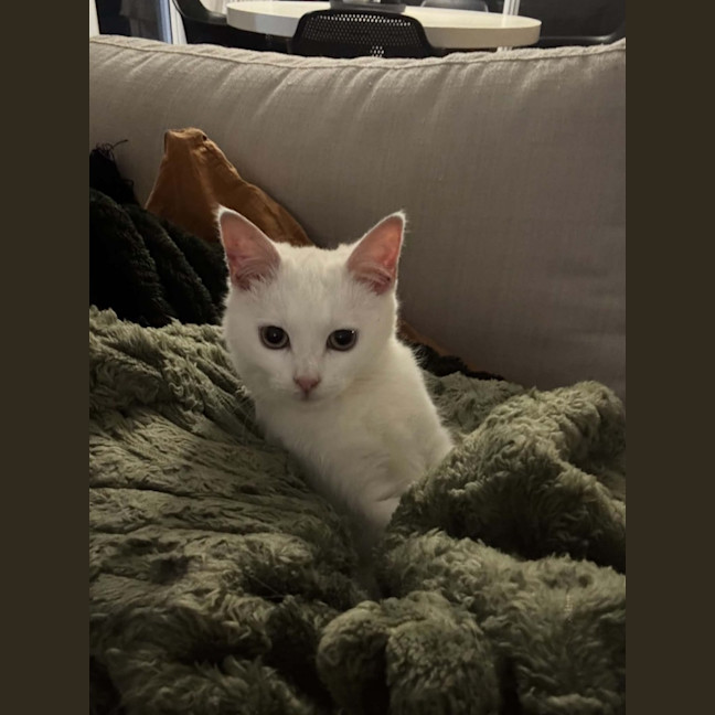 Photo of Sol *9 Lives Project Rescue*