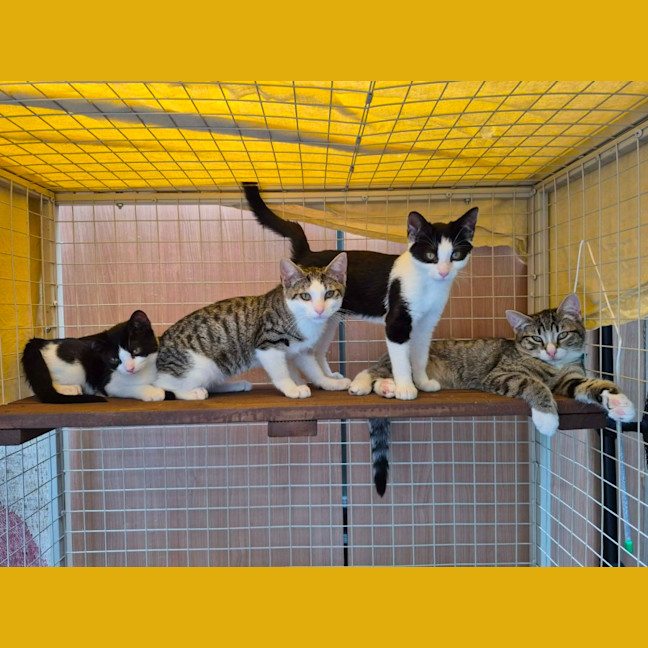 Photo of Henry ** 2nd Chance Cat Rescue **