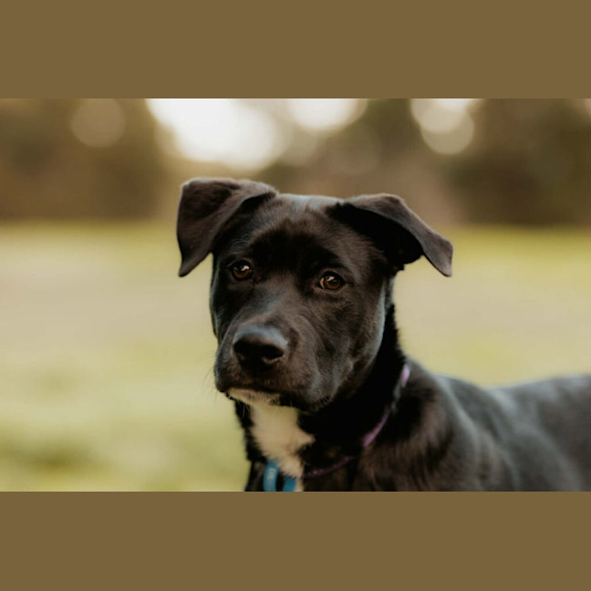 Photo of Shadow