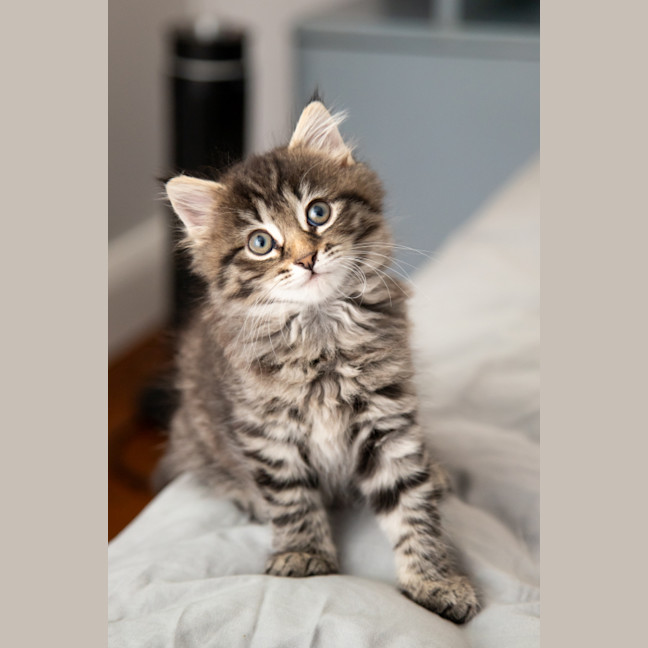 Photo of Bramble