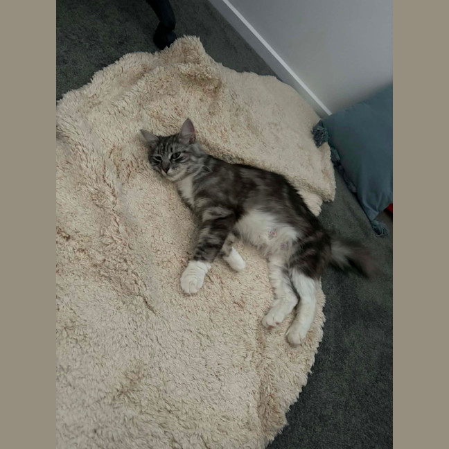 Photo of Bluey Meet Me@Petstock Carrum Downs Store 