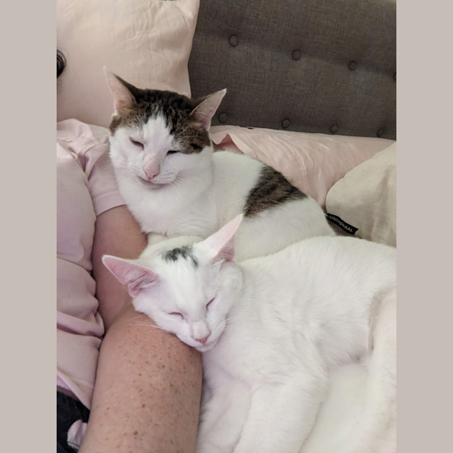 Photo of Merlin   Located In Wallan