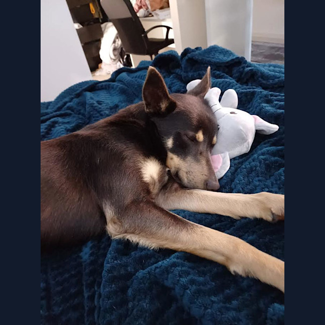 Photo of Sarge