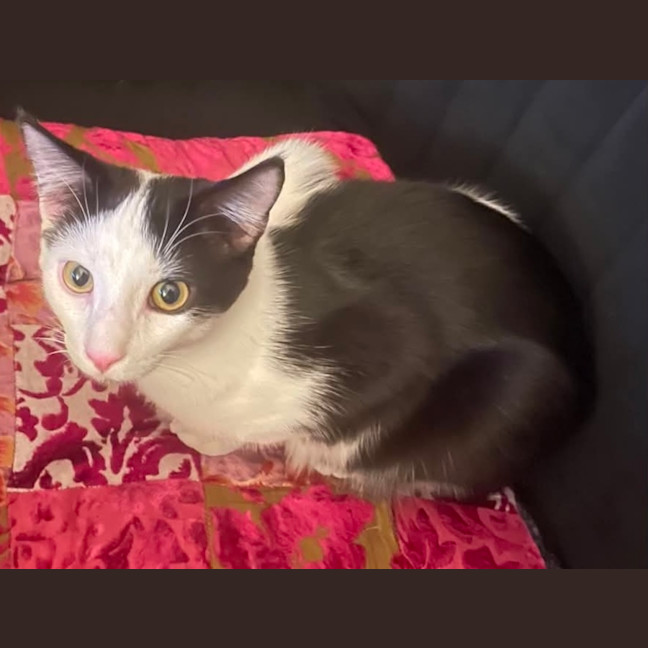 Photo of Oscar   7 Month Old Domestic Medium Hair