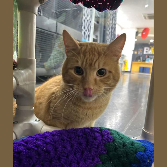 Photo of Biggie Cheese