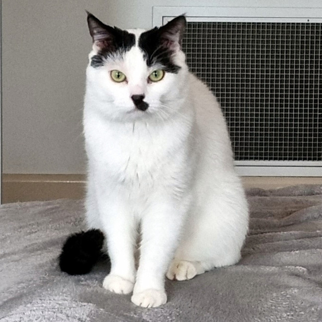 Photo of Chaplin Sta012252