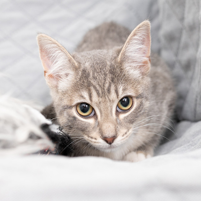 Photo of Pickles