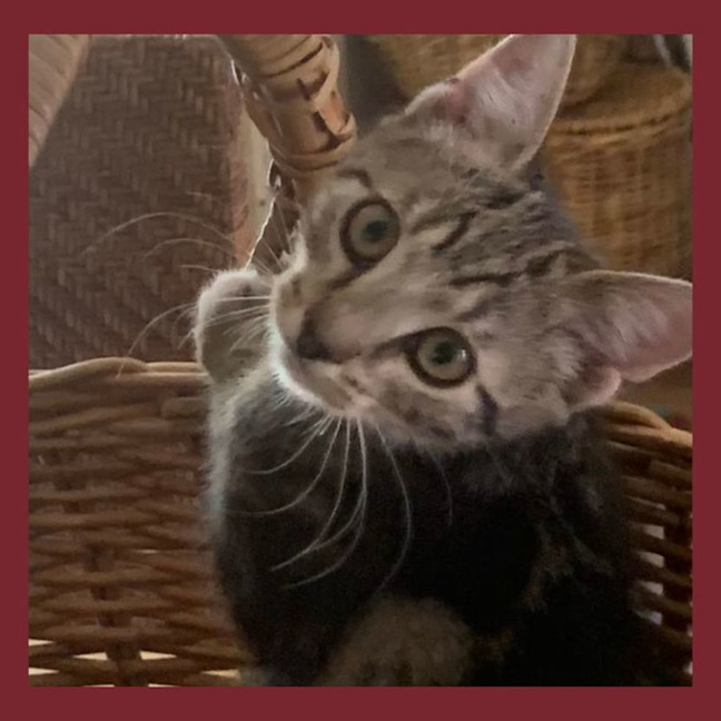 Photo of Plum