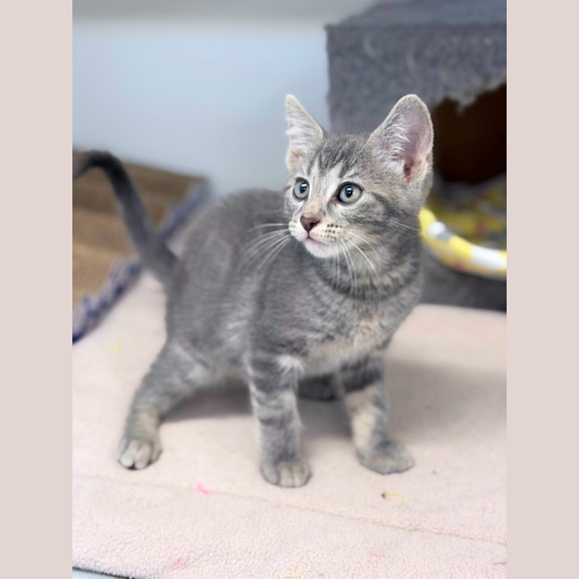 Photo of Nugget