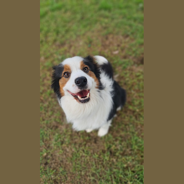 Photo of Laddie