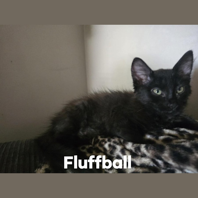Photo of Fluffball