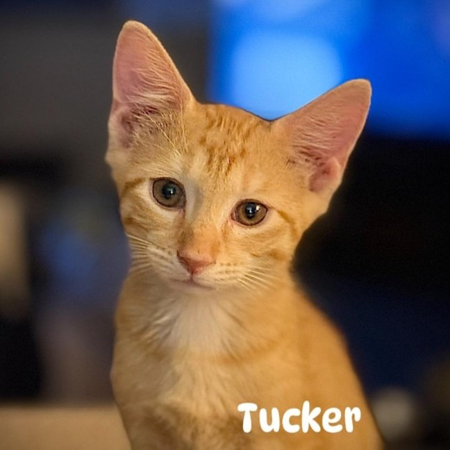 Photo of Tucker
