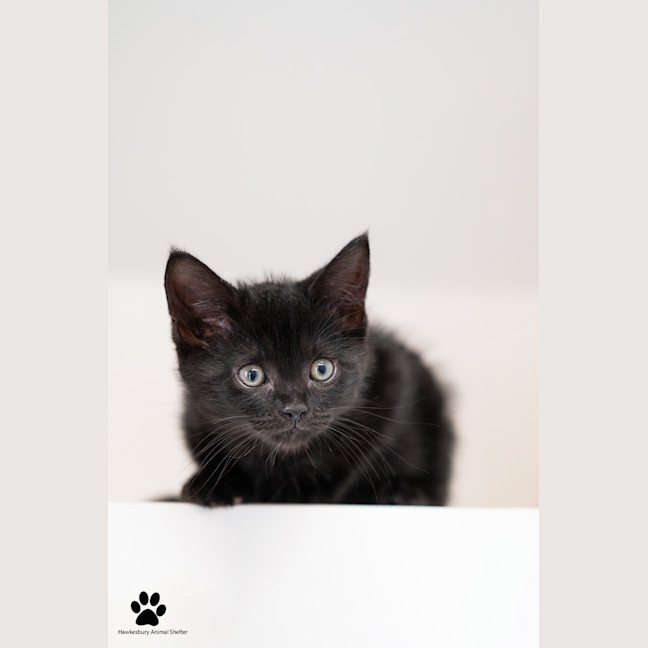 Photo of Toffee