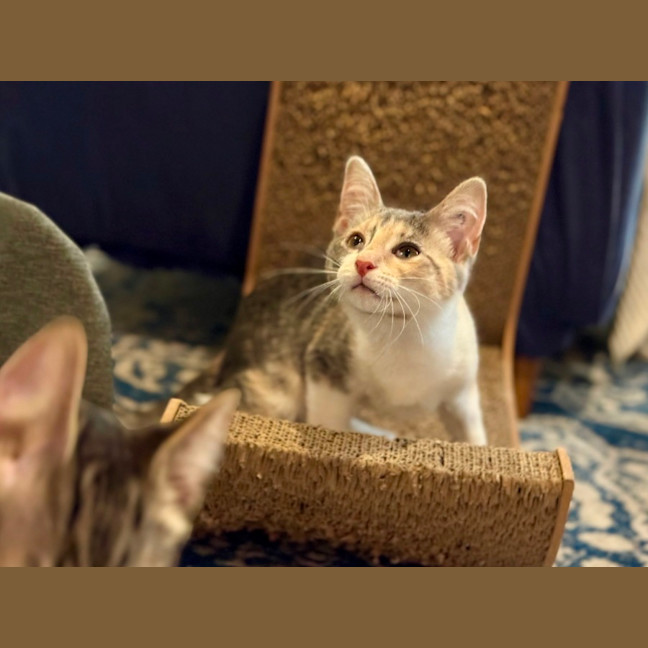 Photo of Tay Tay & Britney 