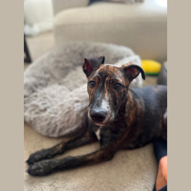 Photo of Archie