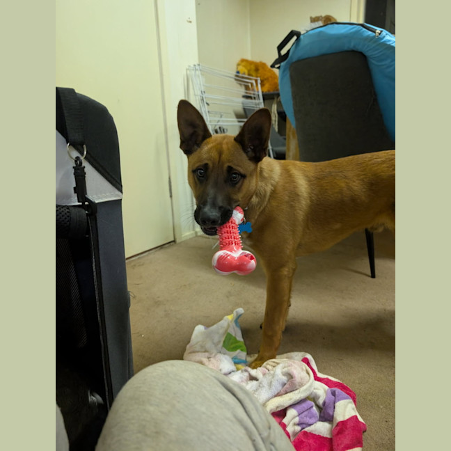 Photo of Huey