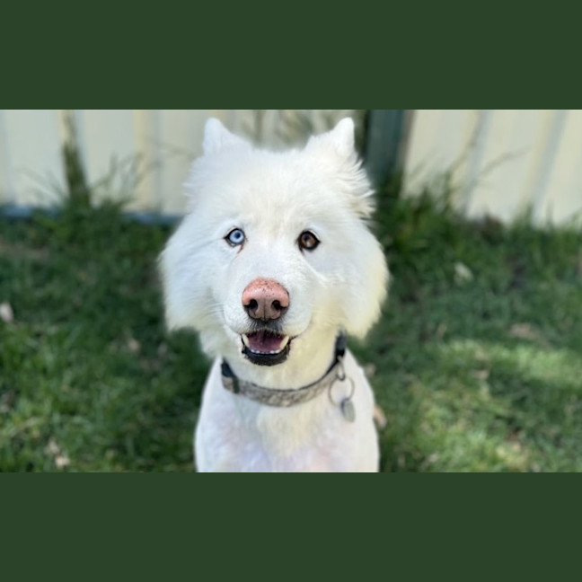 Photo of Lucky