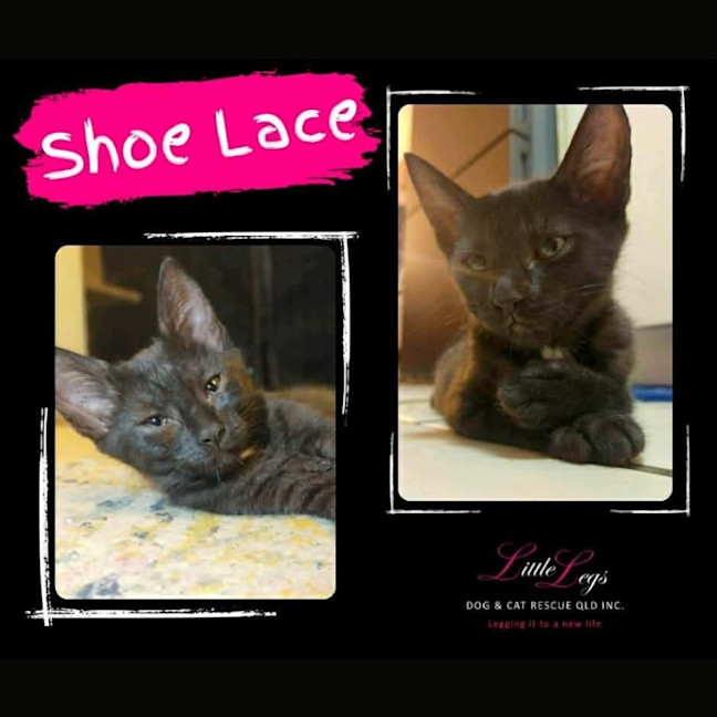 Photo of Shoe Lace 