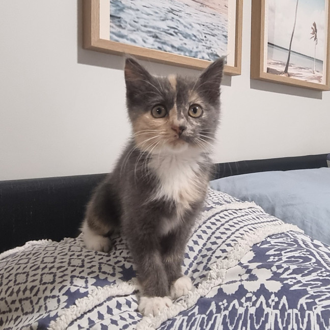 Photo of Speckles