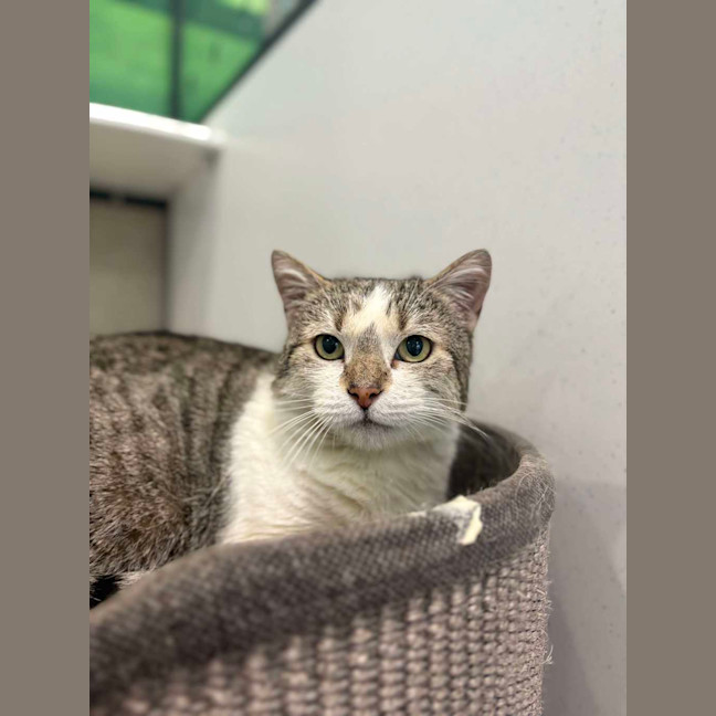 Photo of Cat Stevens