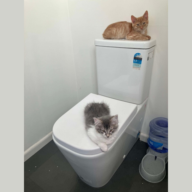 Photo of Cherub & Rudolf 