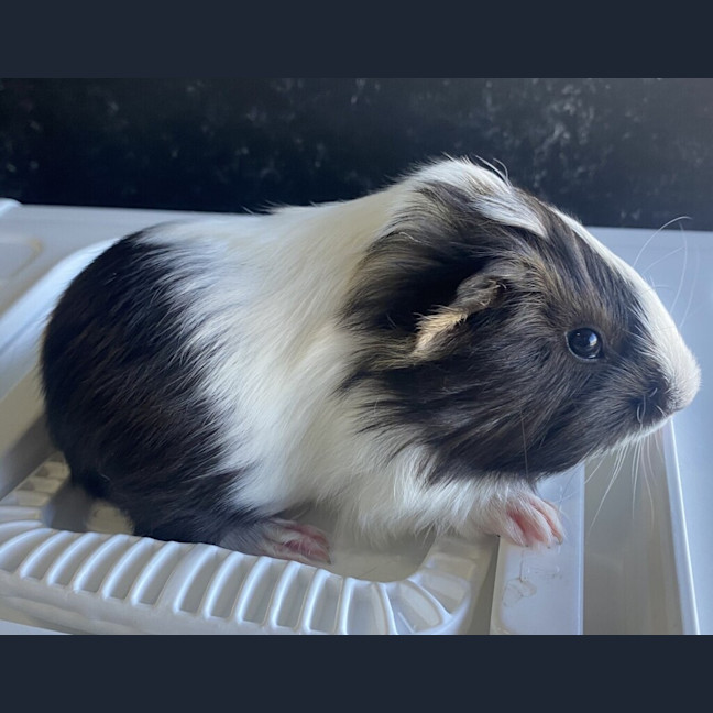 Photo of Snickers