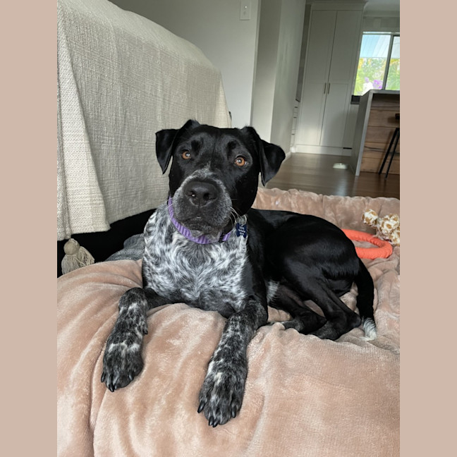 Photo of Archie