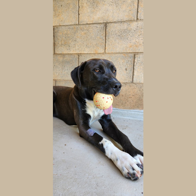 Photo of Milo