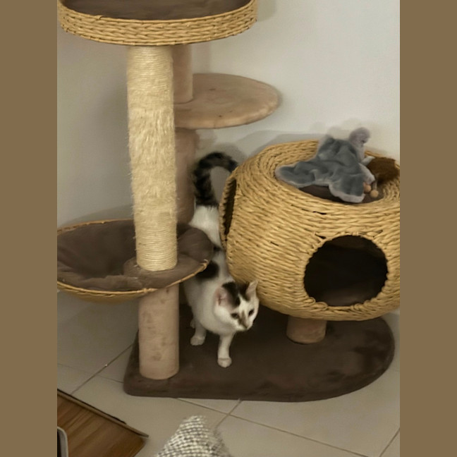 Photo of Scarlett Meet Me @Petstock Hastings Store 