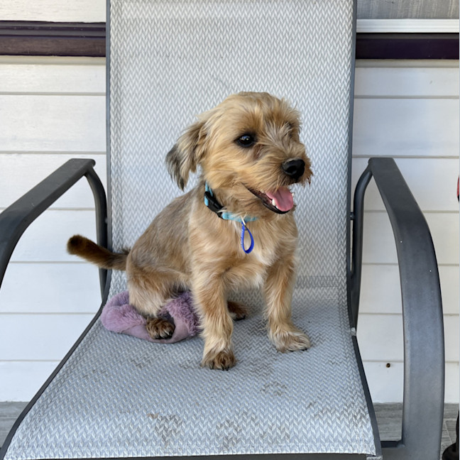 Photo of George 🏡Shih Tzu X Yorkie, (On Trial 30/6/25)
