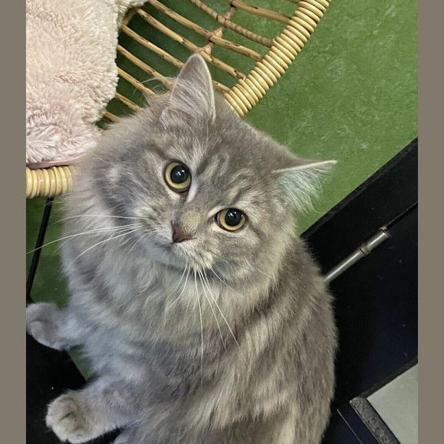 Photo of Mavis