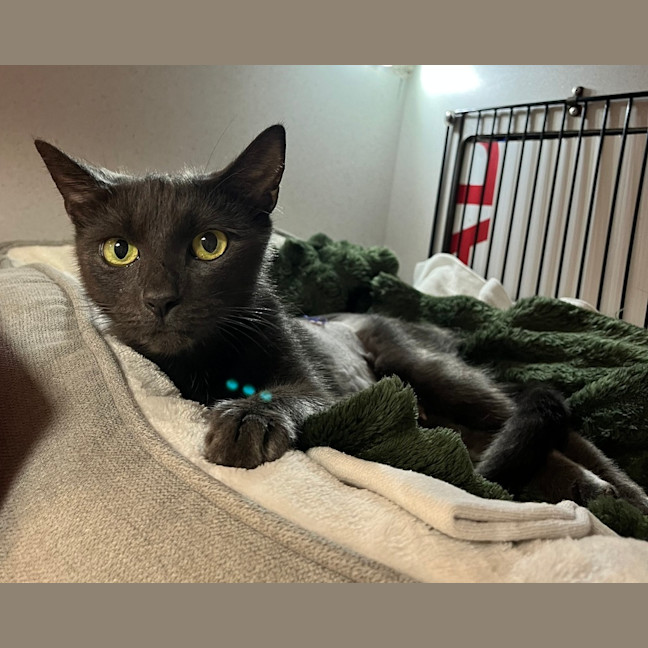 Photo of Pepper
