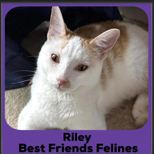 Photo of Riley