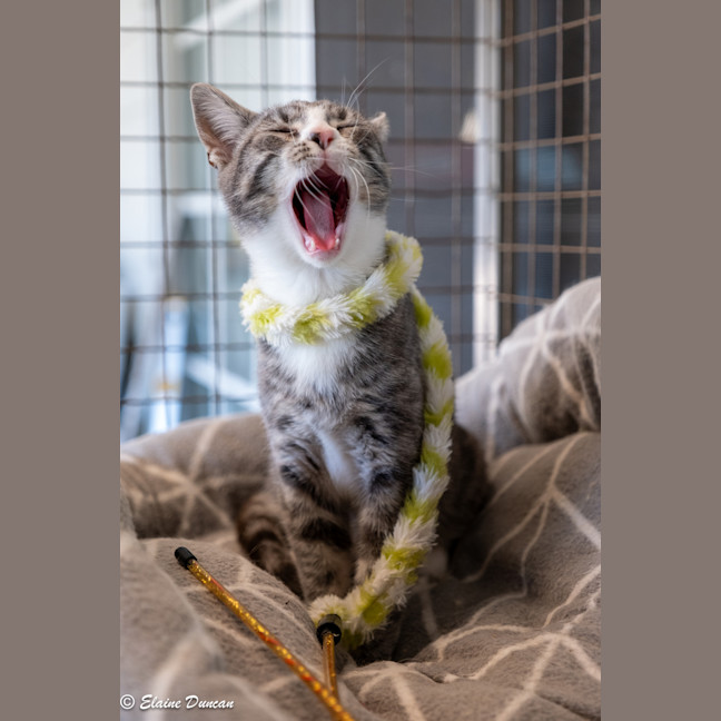 Photo of Mowgli