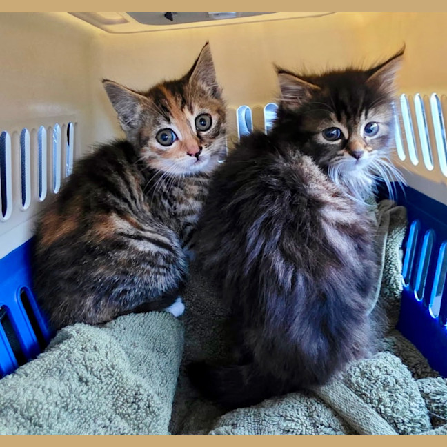 Photo of Enid Addams