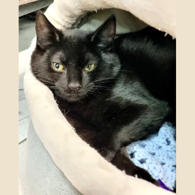 Photo of Jarvis (Bonded With Grayce)