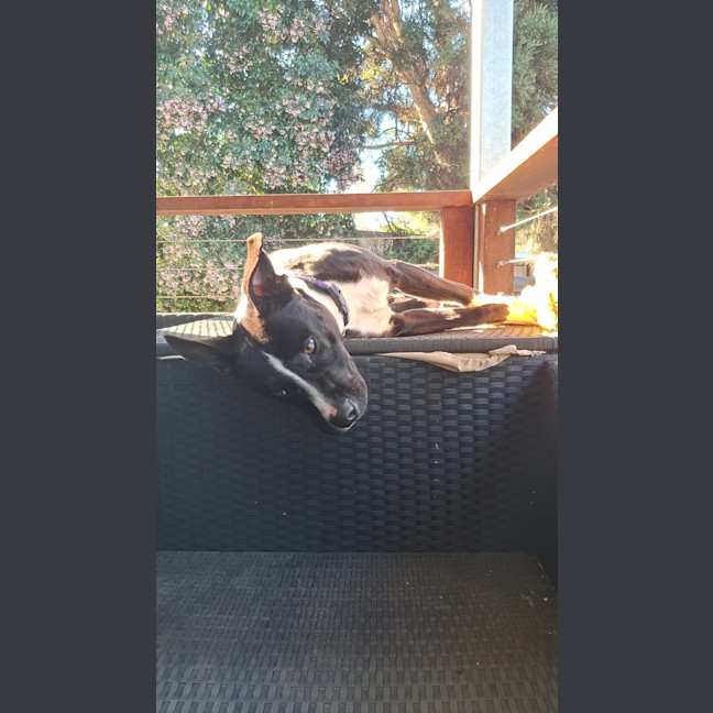 Photo of Milo