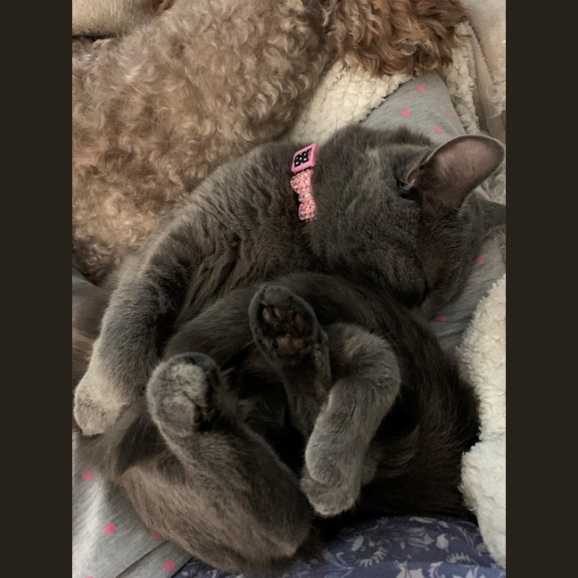 Photo of Mia (Memeow)