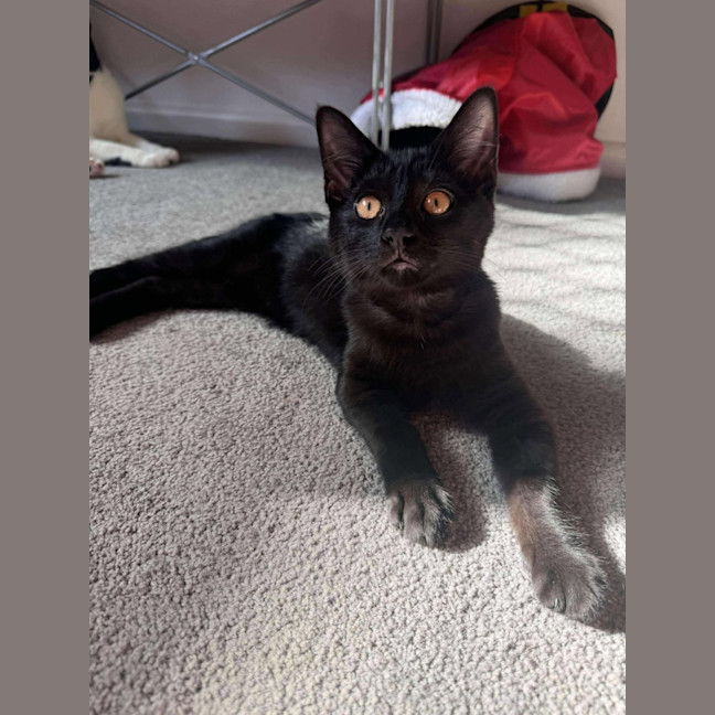 Photo of Draco   Located In Hawthorn East