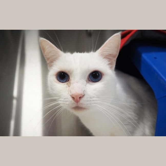 Photo of Mr Tony Now Tofu