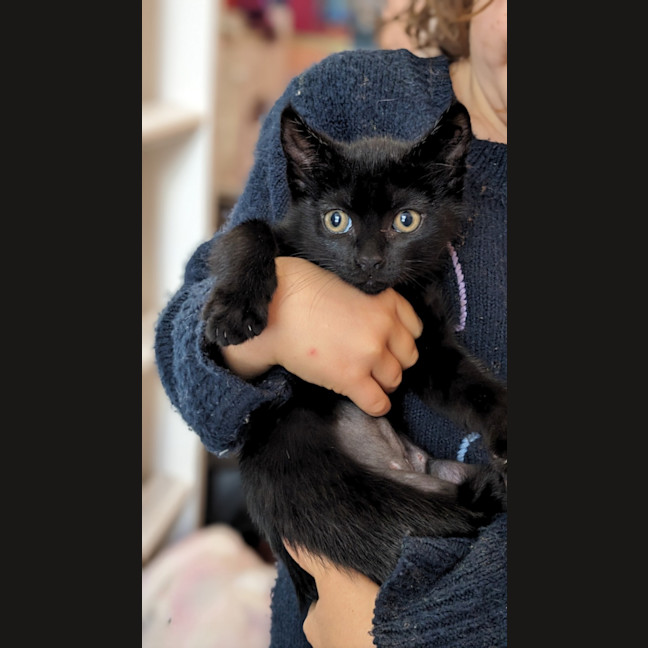 Photo of Punkin 