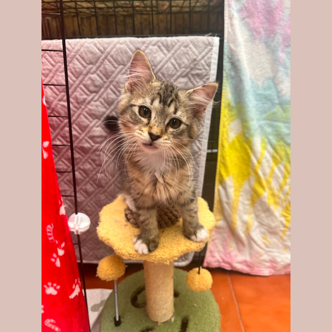Photo of Root Beer Float