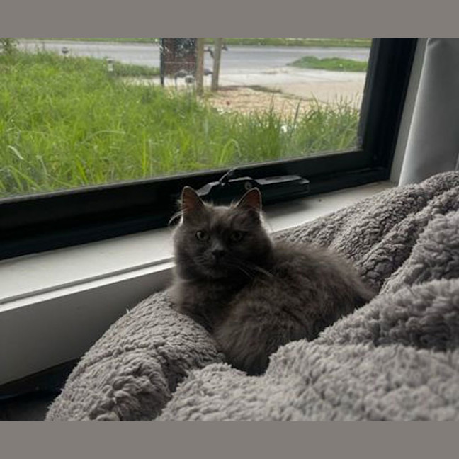 Photo of Willow