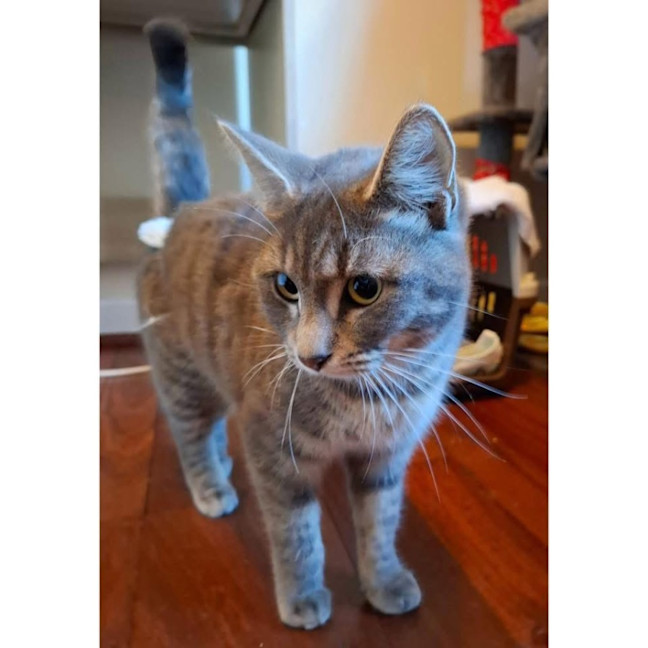 Photo of 12496   Amalia