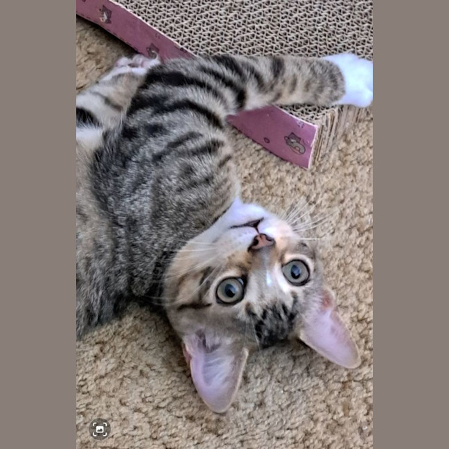 Photo of Mister